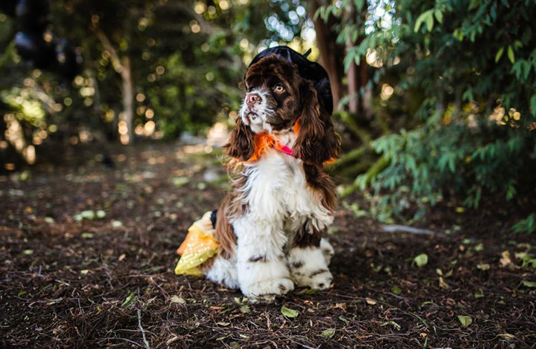 Cocker Spaniel Grooming Tips