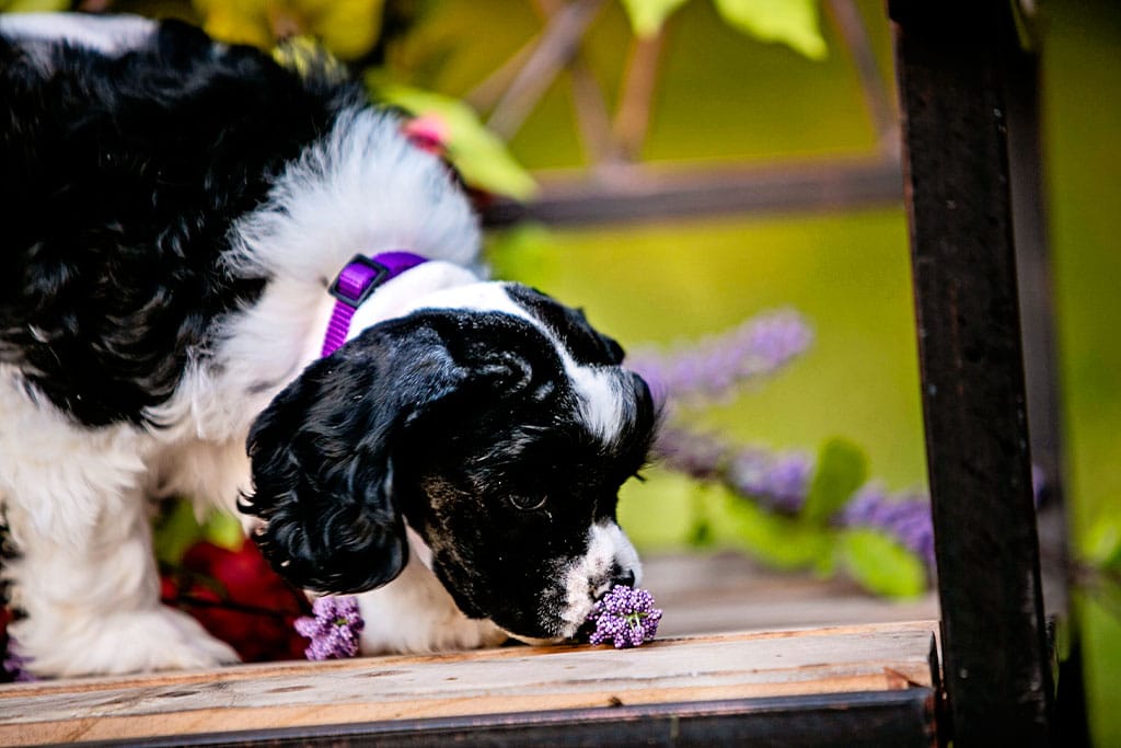 Common causes of Cocker Spaniel odor