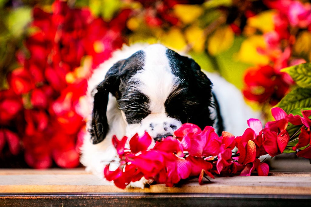 common cause of smelly dog odor is the skin