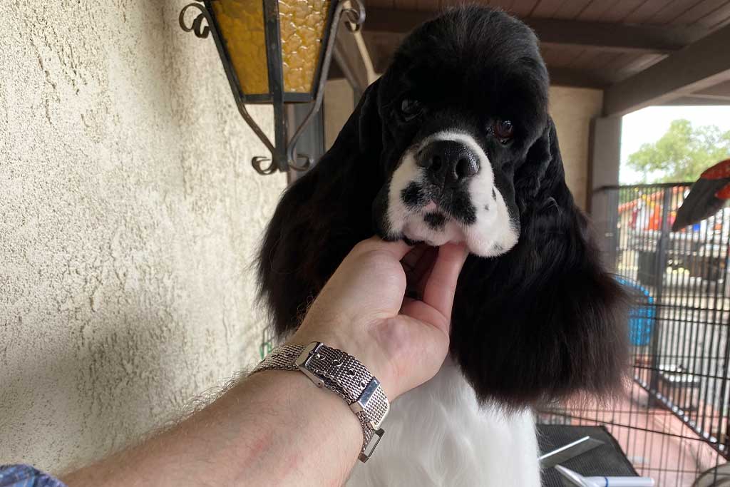 SportDOG Brand Roy Gonia Whistle-Hunting Dog Training Whistle