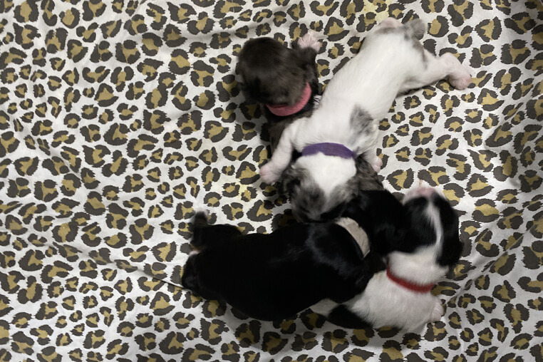 Reasons for American cocker spaniel adoption
