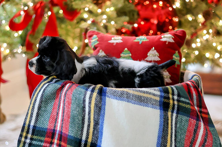 Dementia or Canine cognitive dysfunction (CCD)