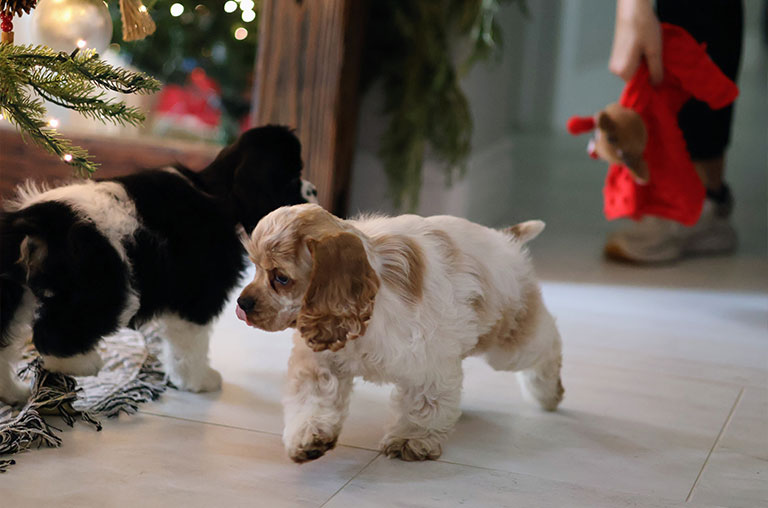 Dog walking in circles—what to do?